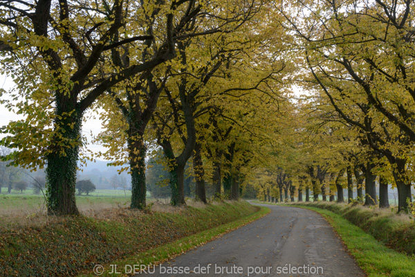 paysage automne